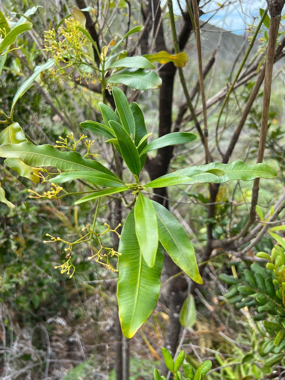 Alstonia 10