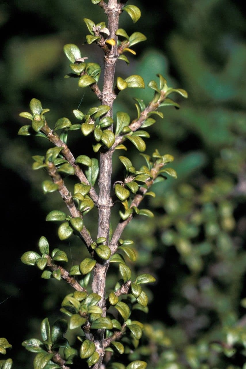 Coprosma pseudocuneata 3