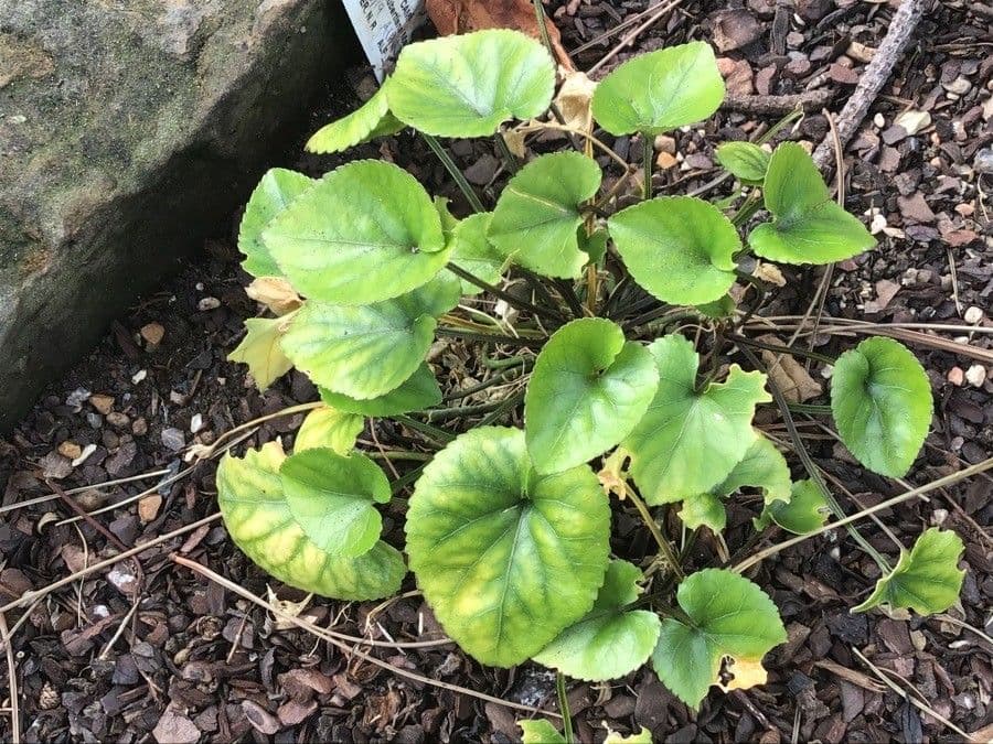 Viola