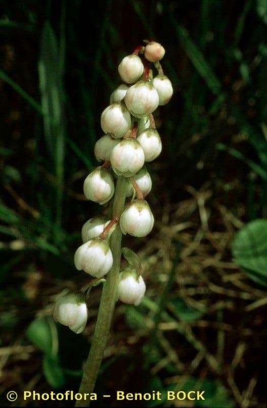 Round-leaf wintergreen 2