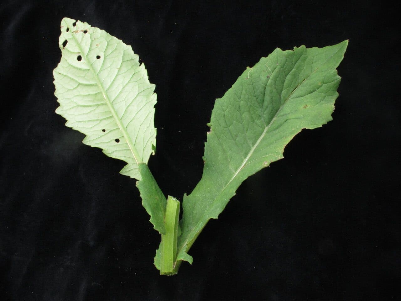 Gynura 6