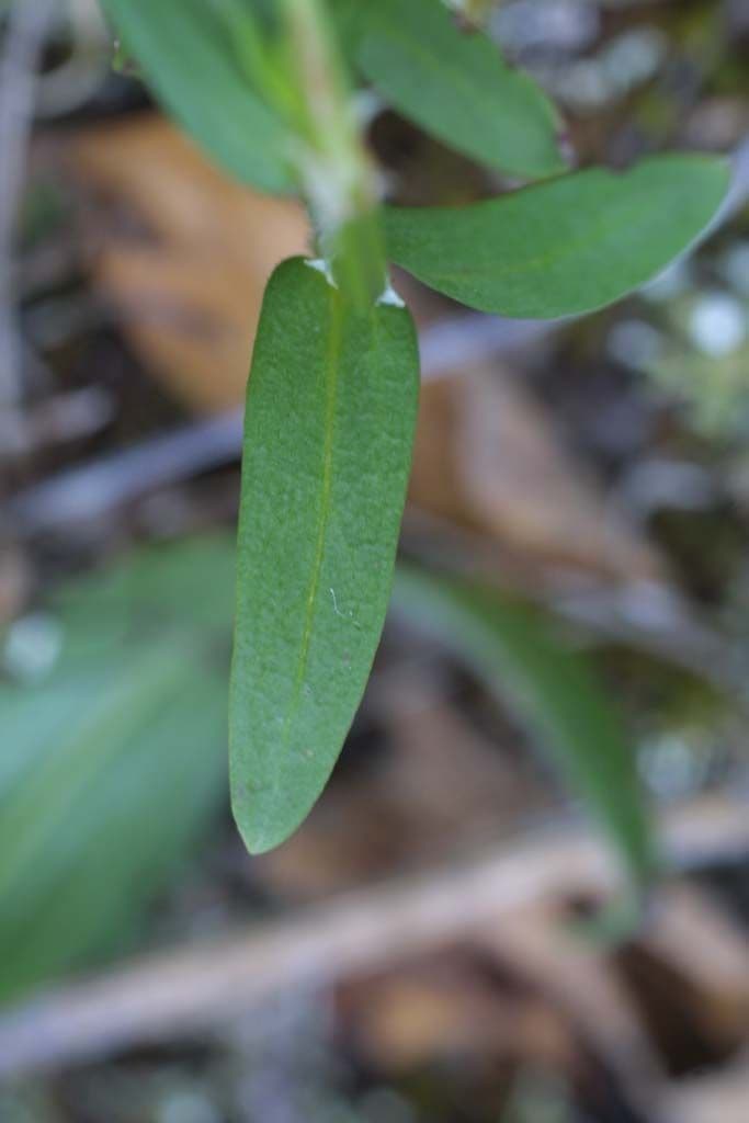 Stenaria nigricans 14
