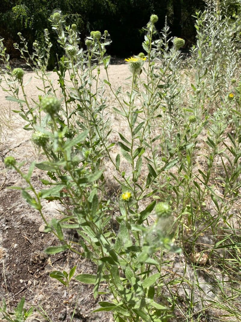Grindelia 6