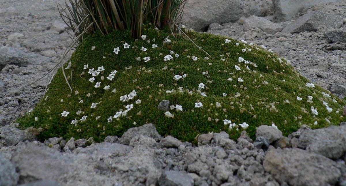 Arenaria 5
