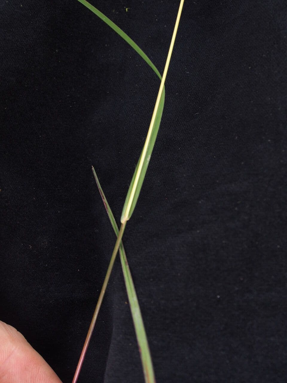 Themeda 6