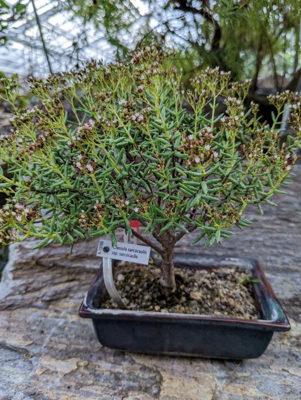 Crassula 9
