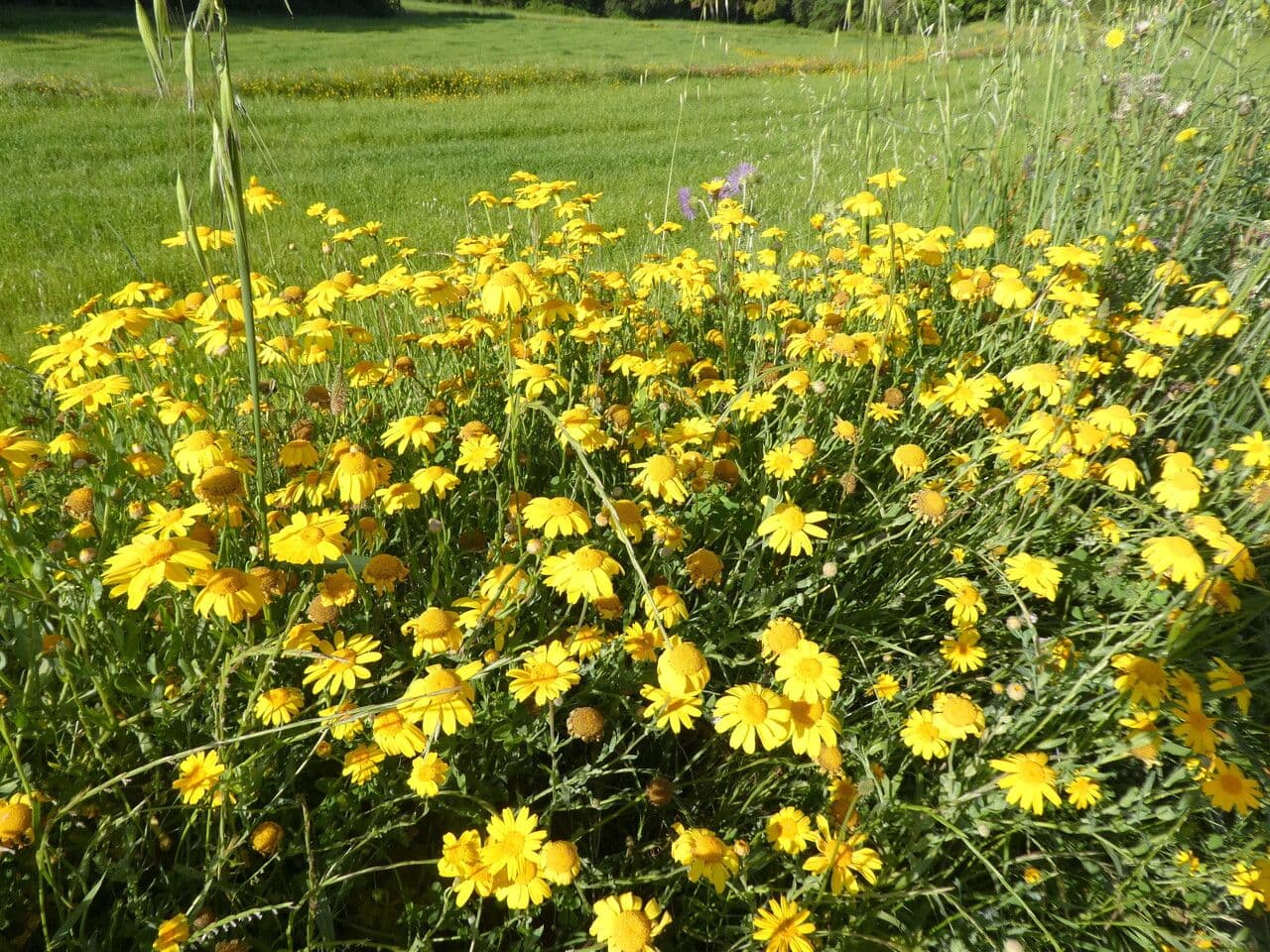 Saat-Wucherblume 13