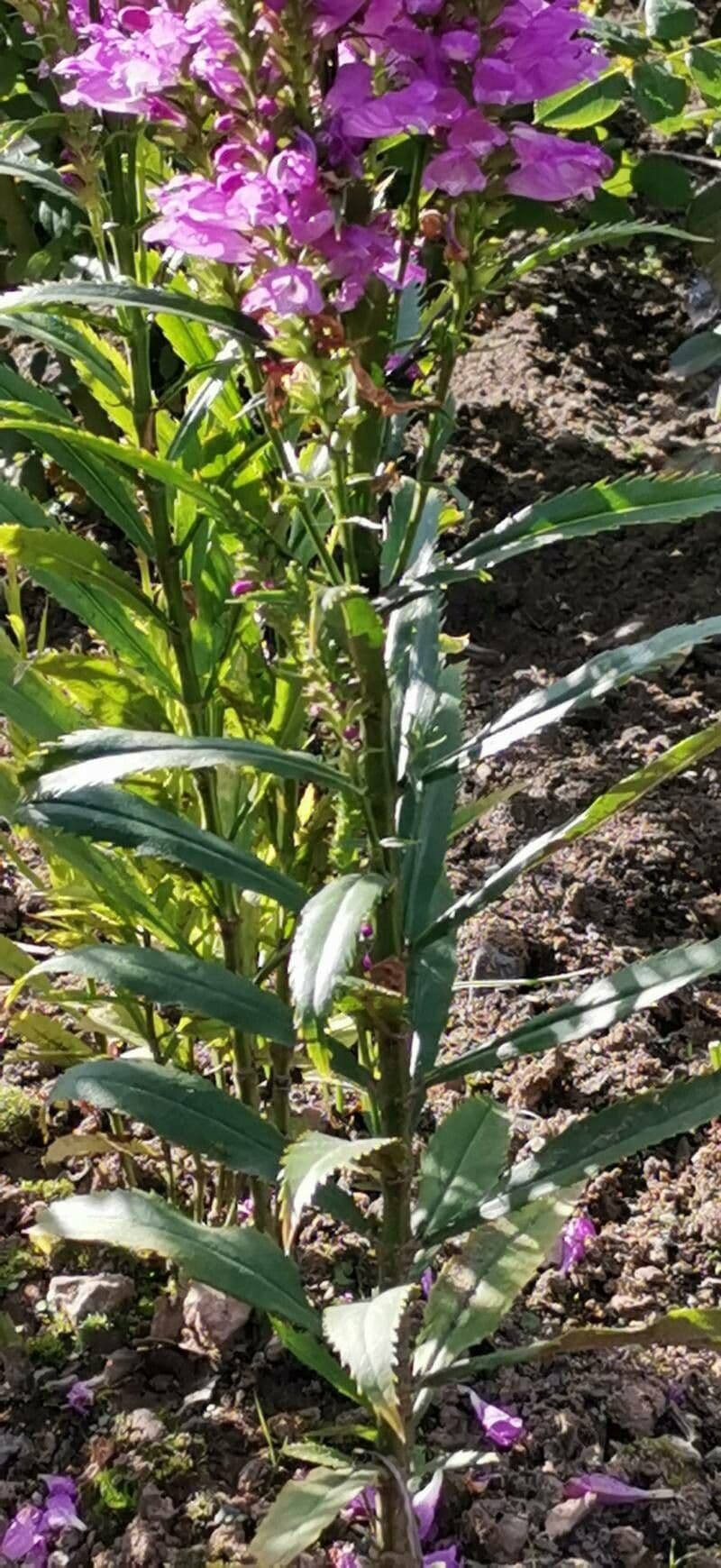 Physostegia virginiana 19