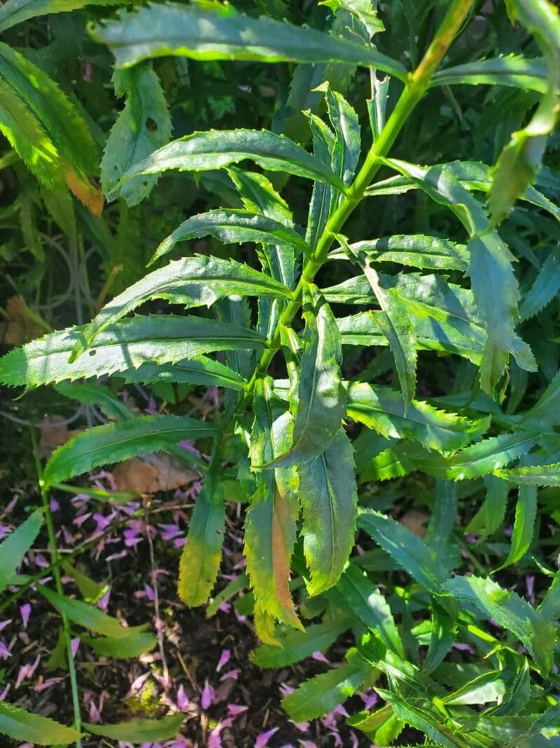 Physostegia virginiana 23