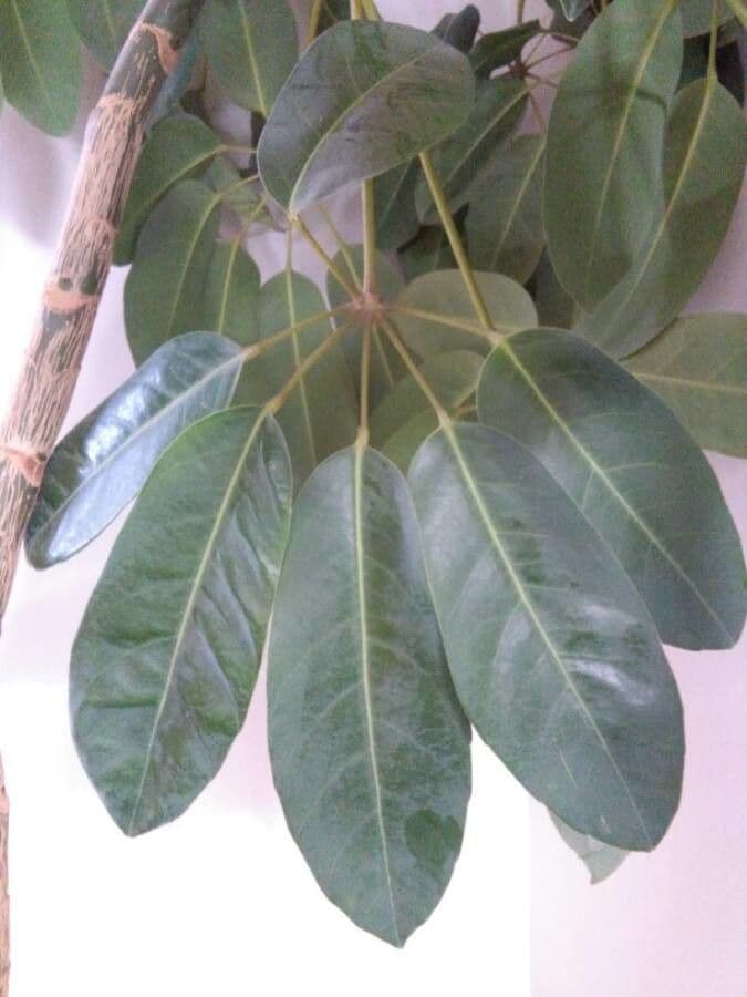 Schefflera 27