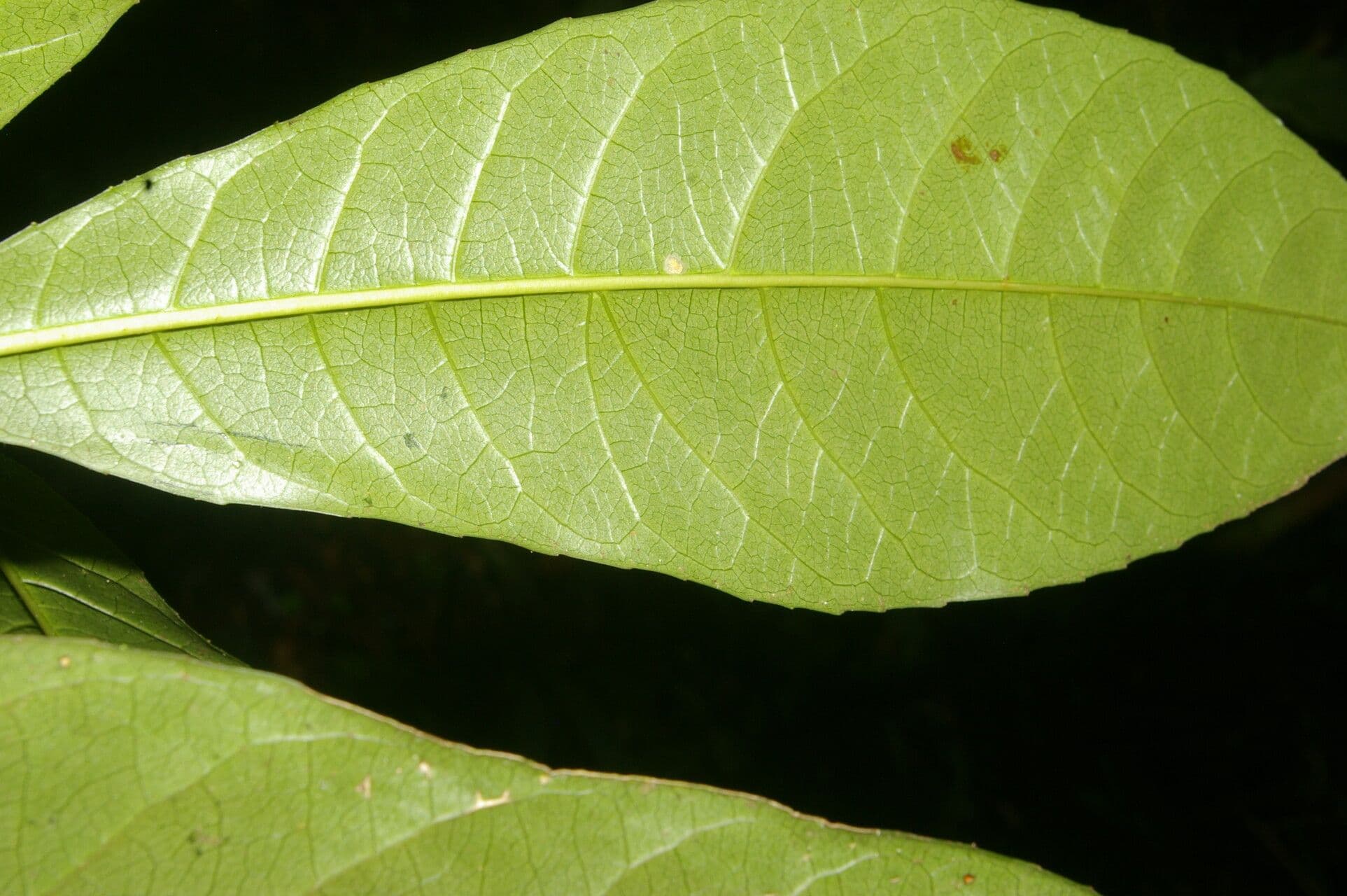 Gymnanthes 11