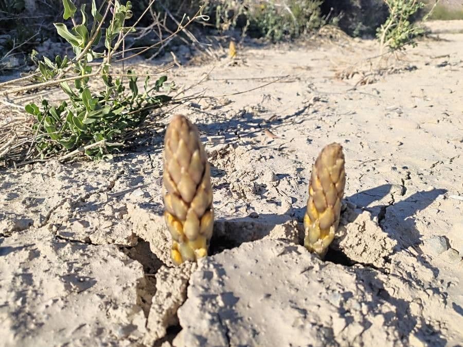 Cistanche 19