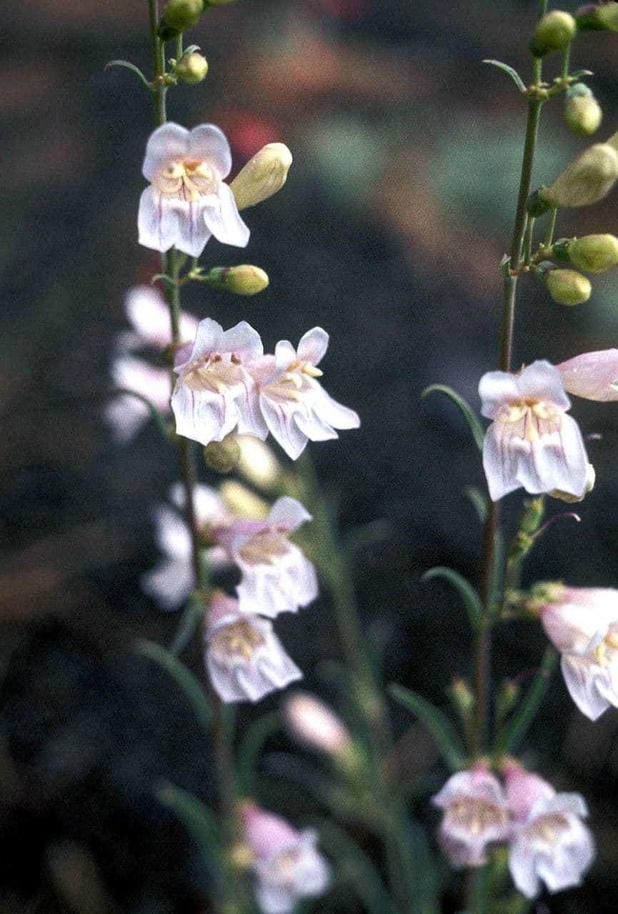 Penstemon virgatus 2