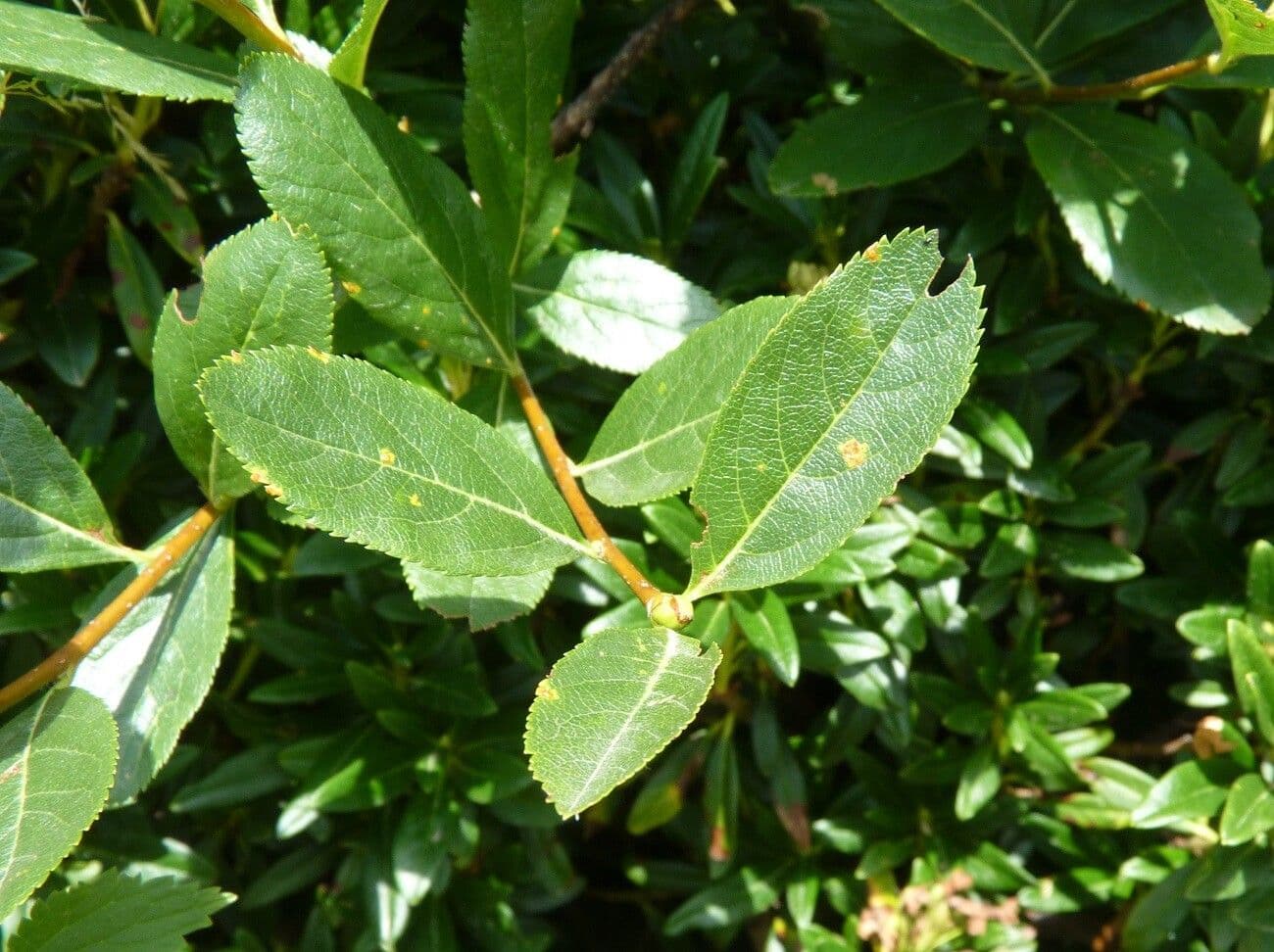 Cotonéaster alpin 16