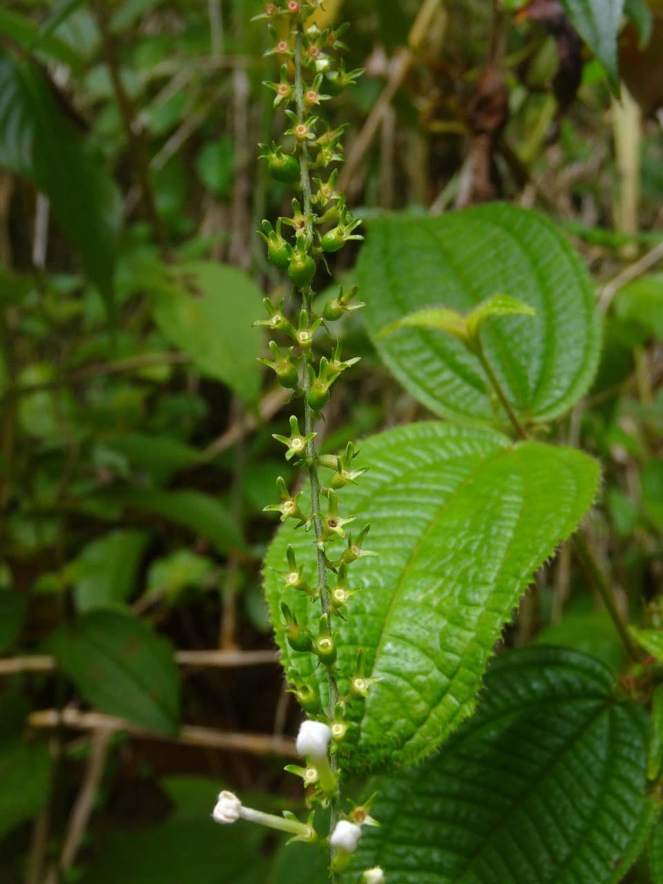 Borstige Gonzalunia 6