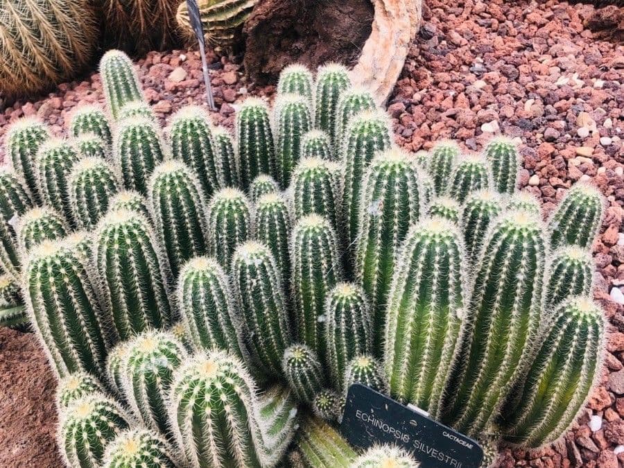 Cactus torcia d'argento