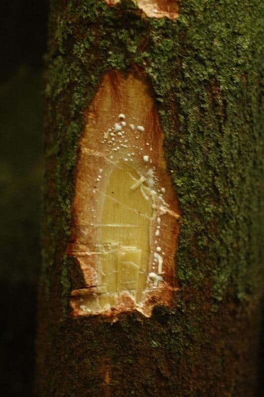 Pouteria 13