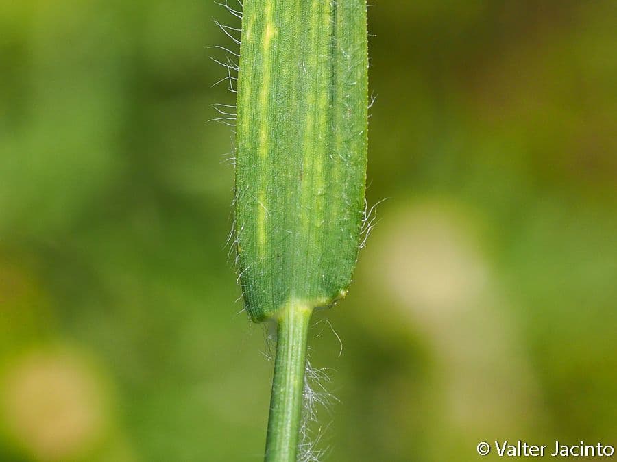 Echinochloa oryzoides 9