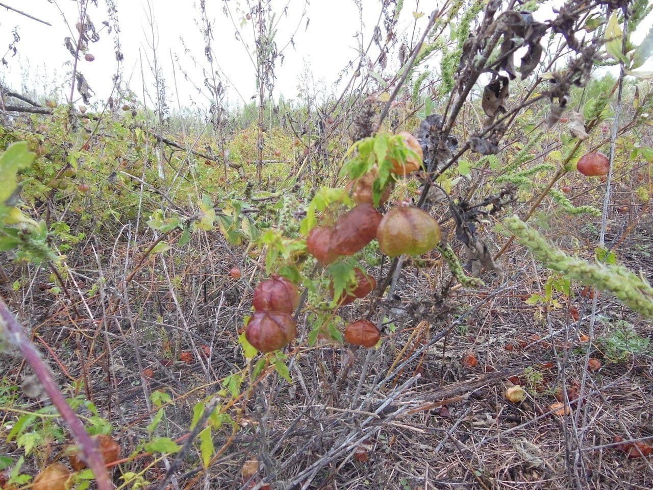 Tomatillo 11
