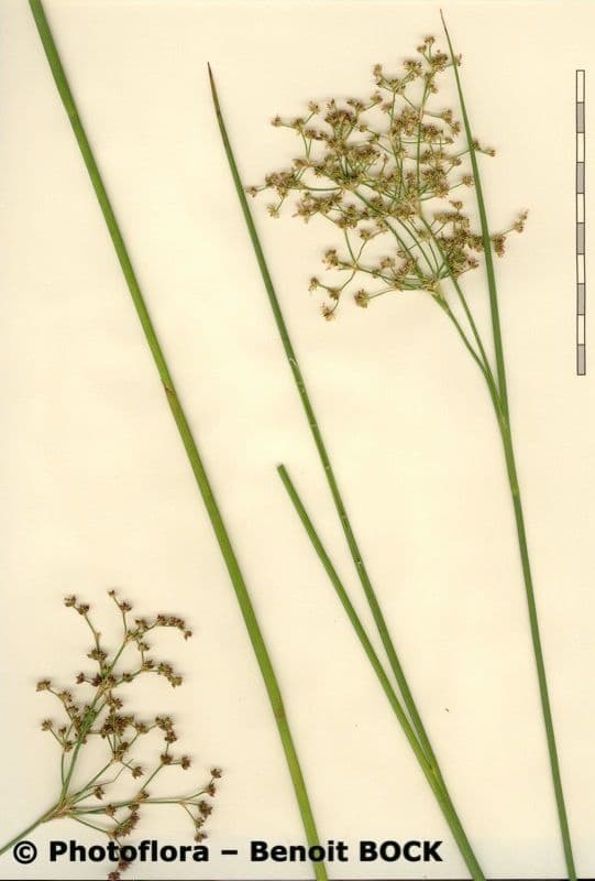Spitzblütige Binse 27