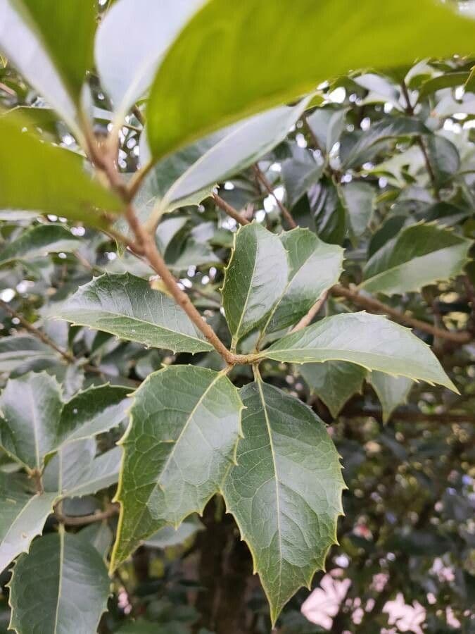Osmanthus 5