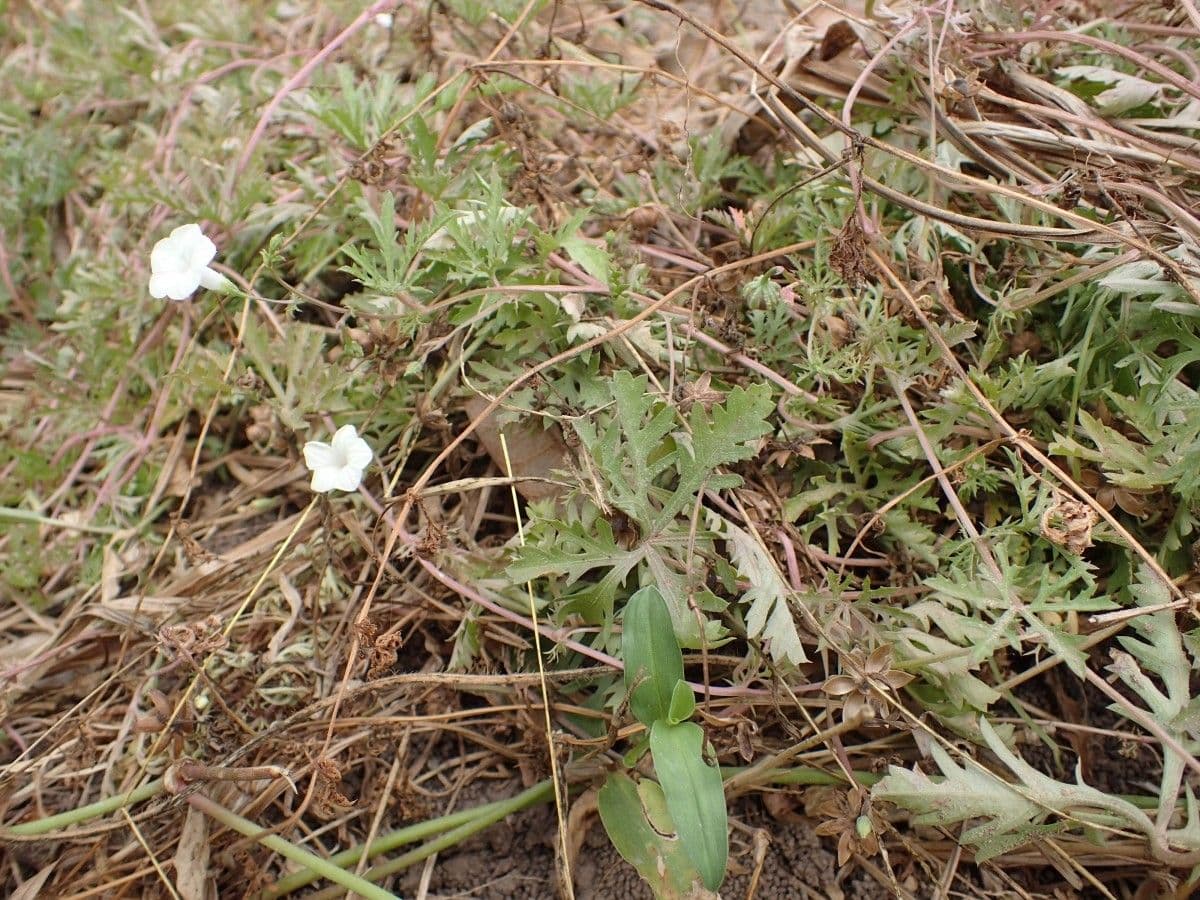Ipomoea coptica 4