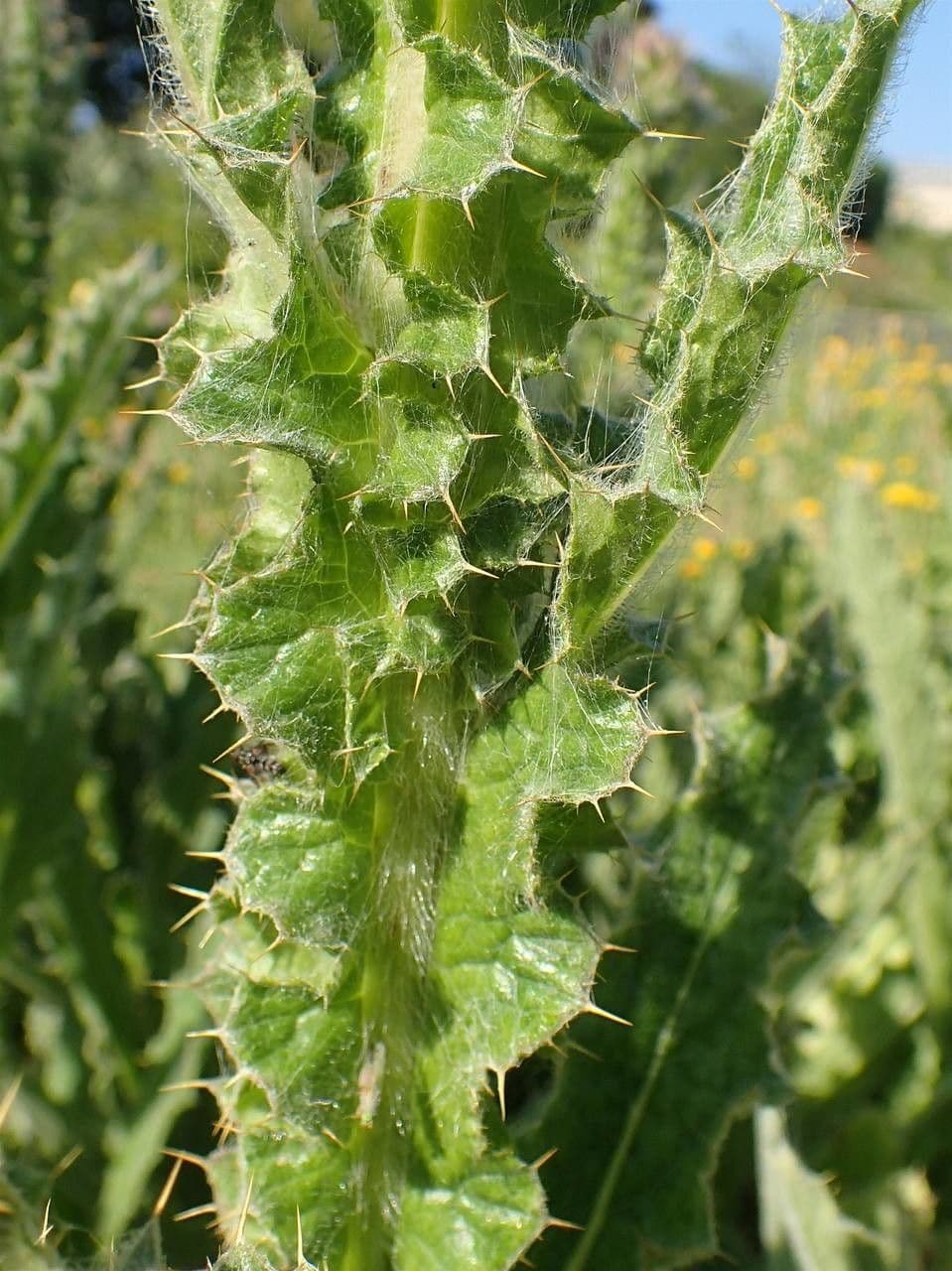 Berkheya purpurea 17