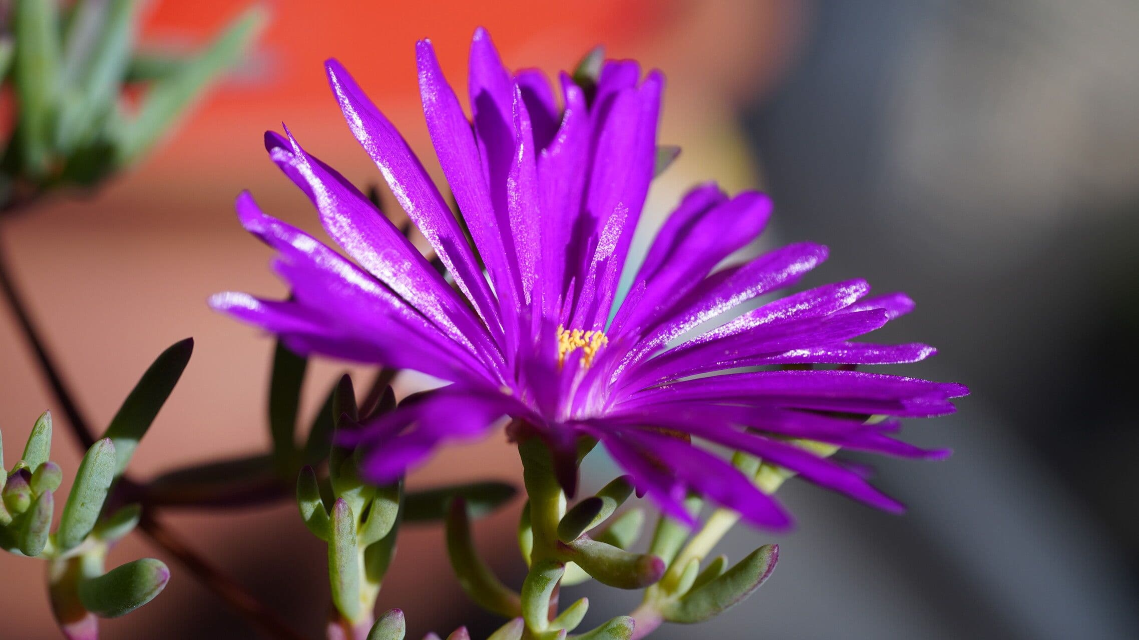 Delosperma 3