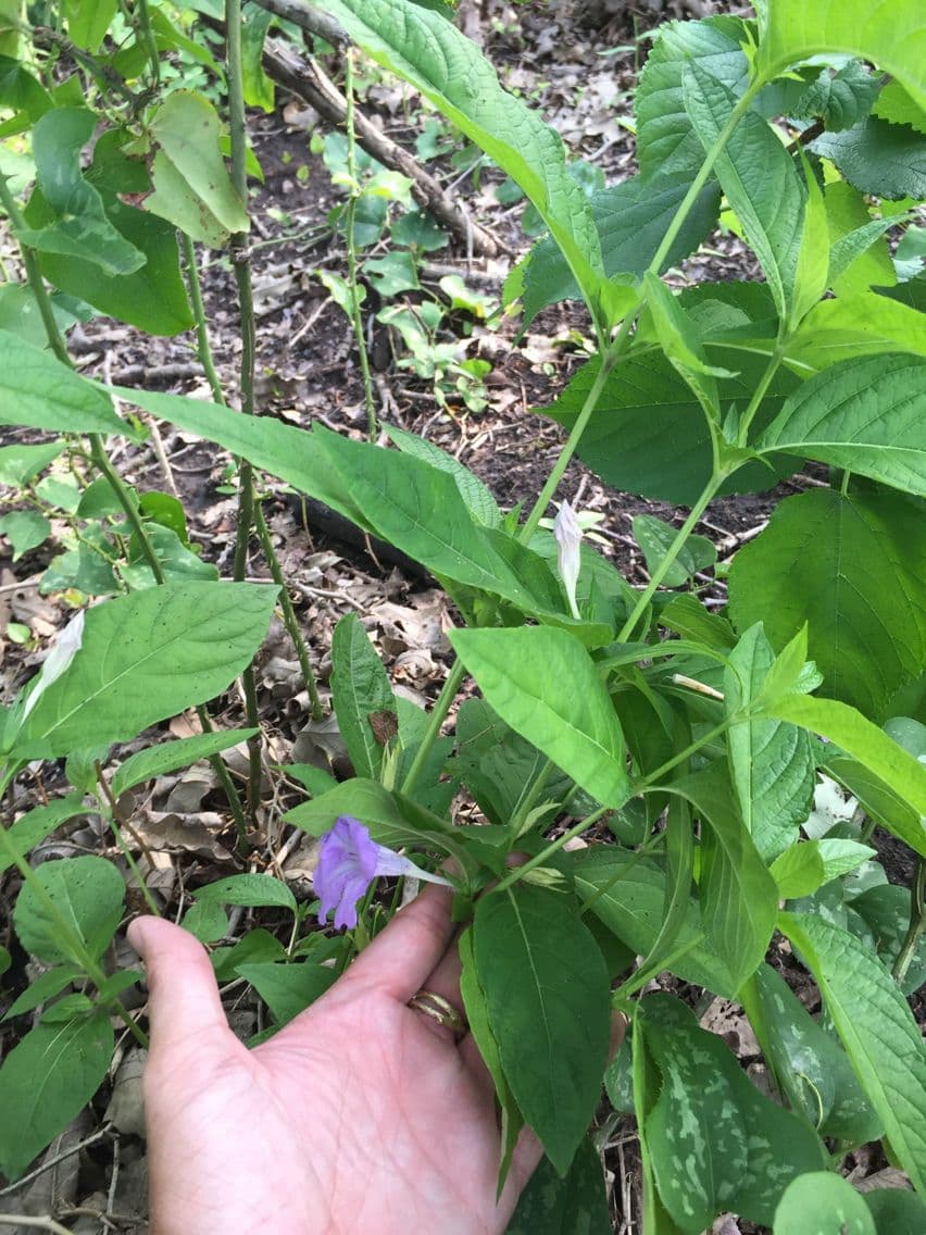 Ruellia 6