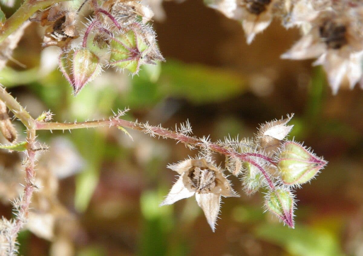 Trichodesma 2
