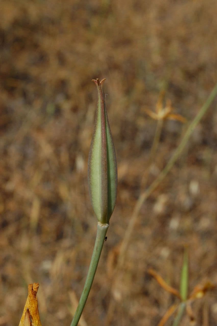 Calochortus luteus 3