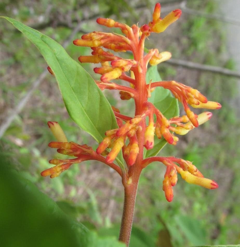 Palicourea 8