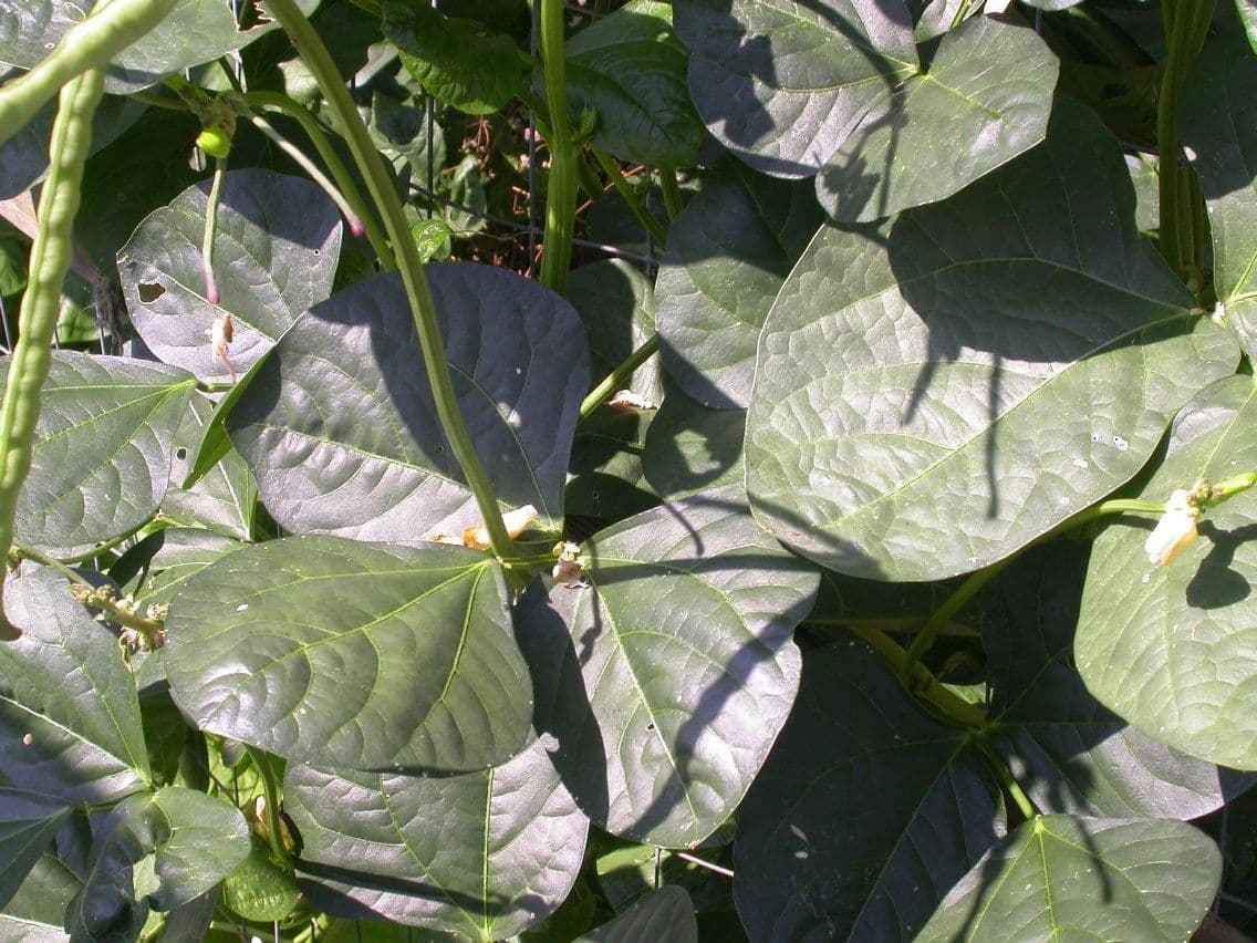 Cornille 13