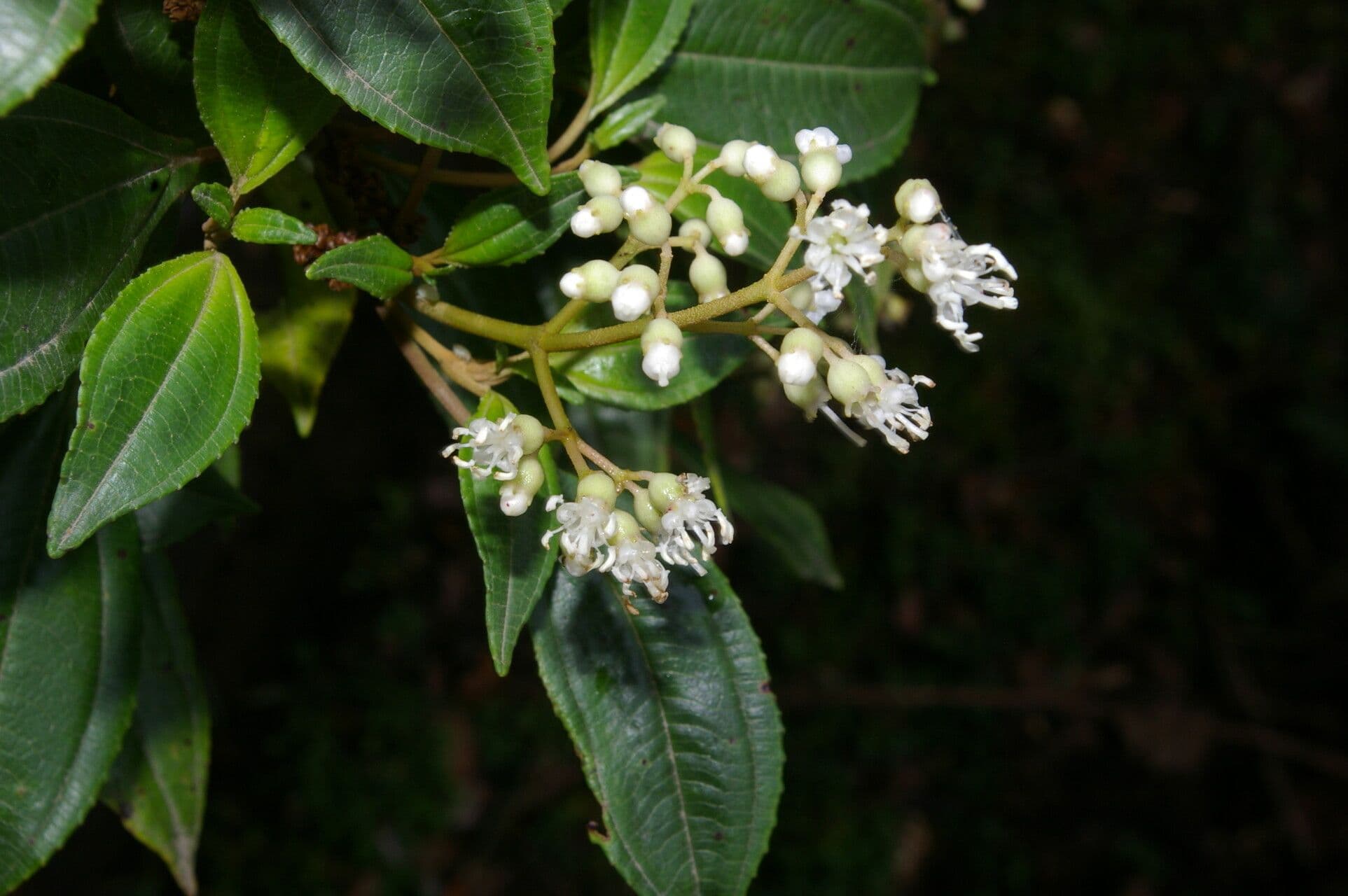 Miconia 2
