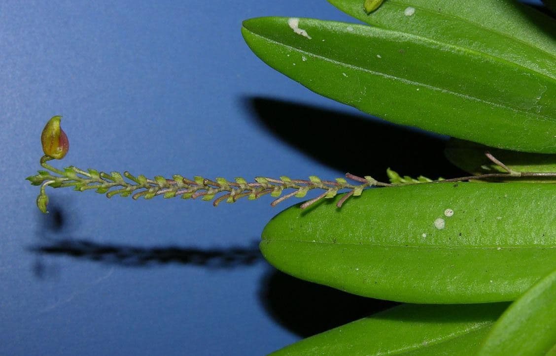 Scaphosepalum 9