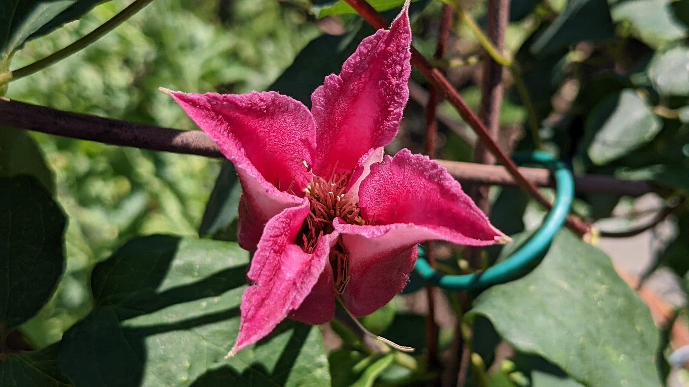Clematis 6