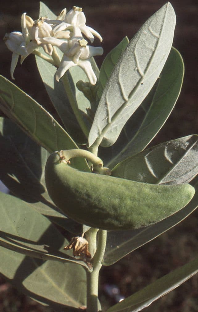 Calotropide gigante 29