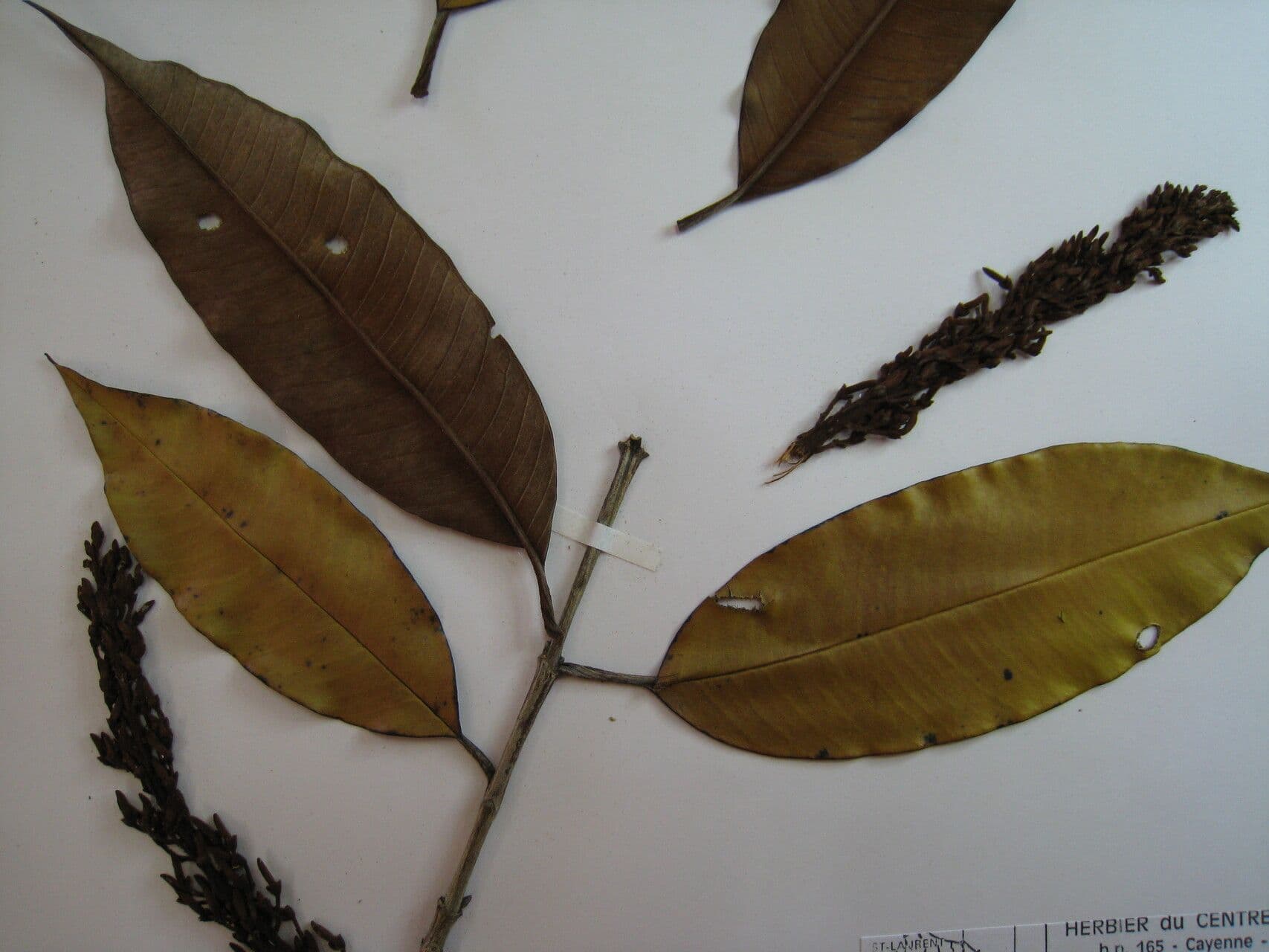 Vochysia 4