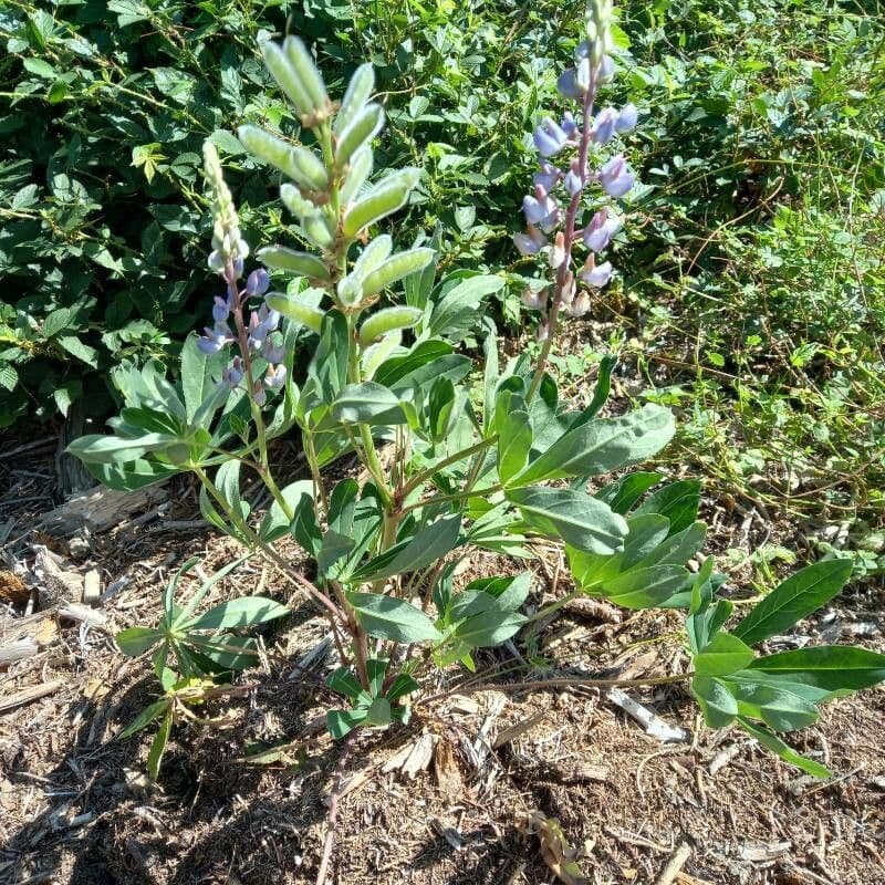 Stauden-Lupine 17