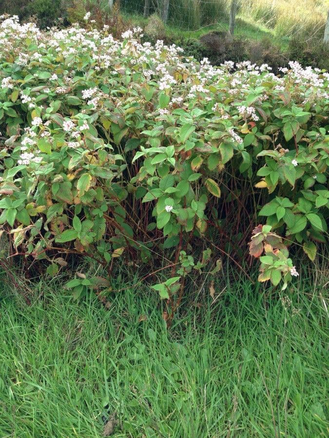 Vrba 9