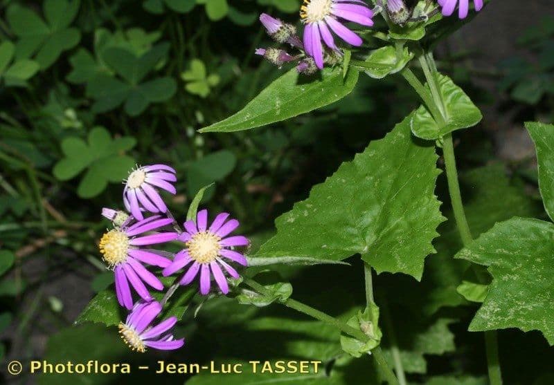 Pericallis 18