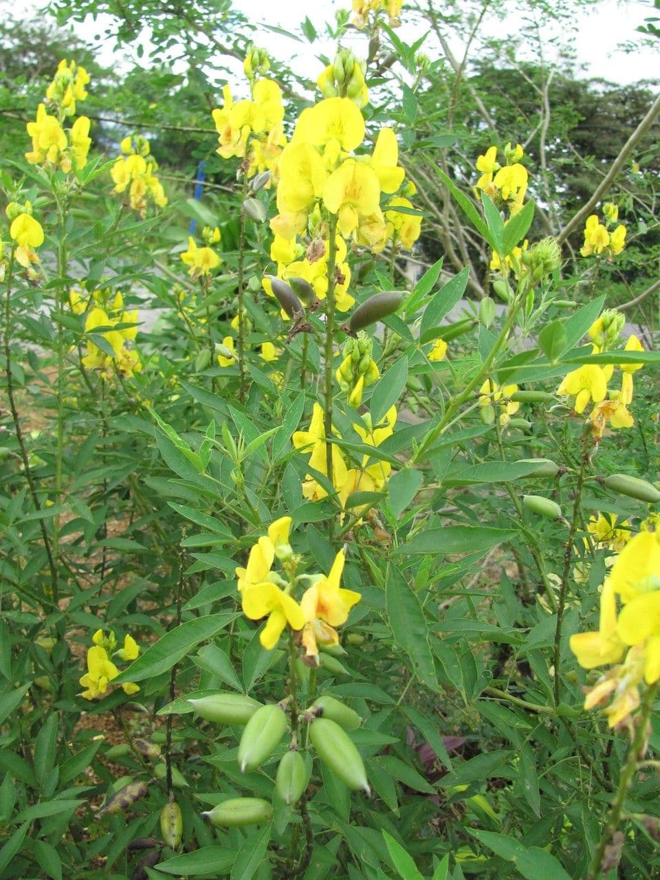 Crotalaria 12