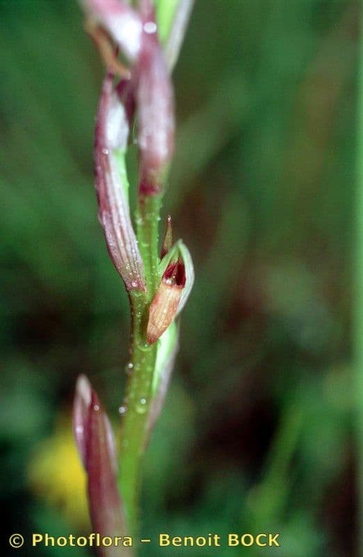 Serapias parviflora 22