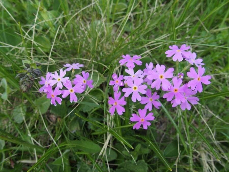 Primula farinosa 5