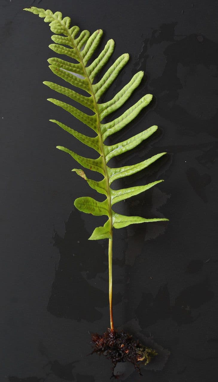 Polypode intermédiaire 25