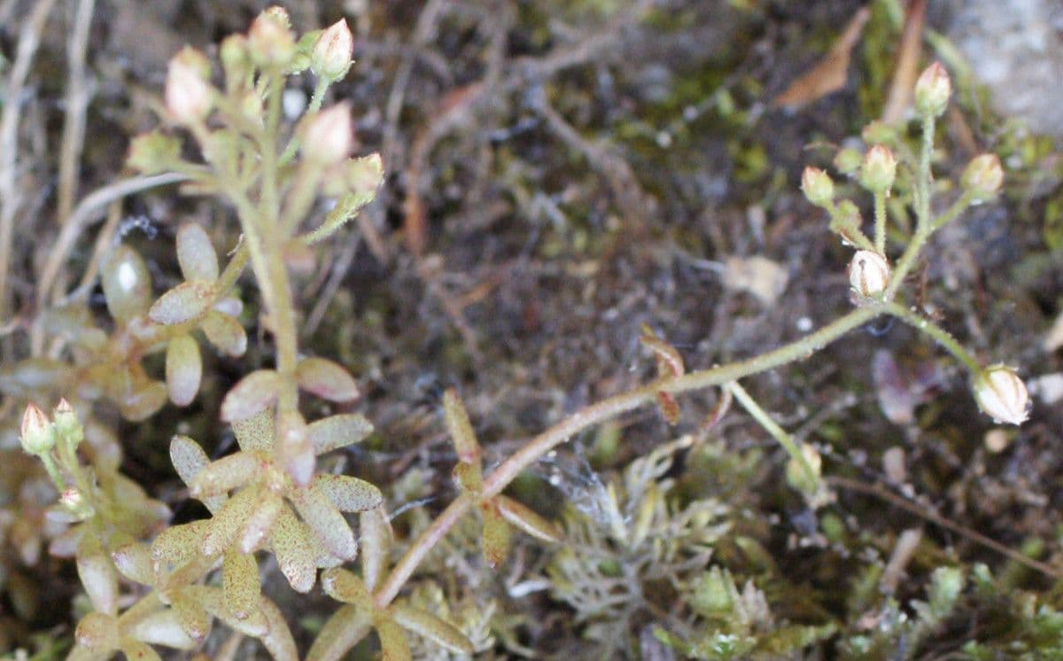 Sedum 13