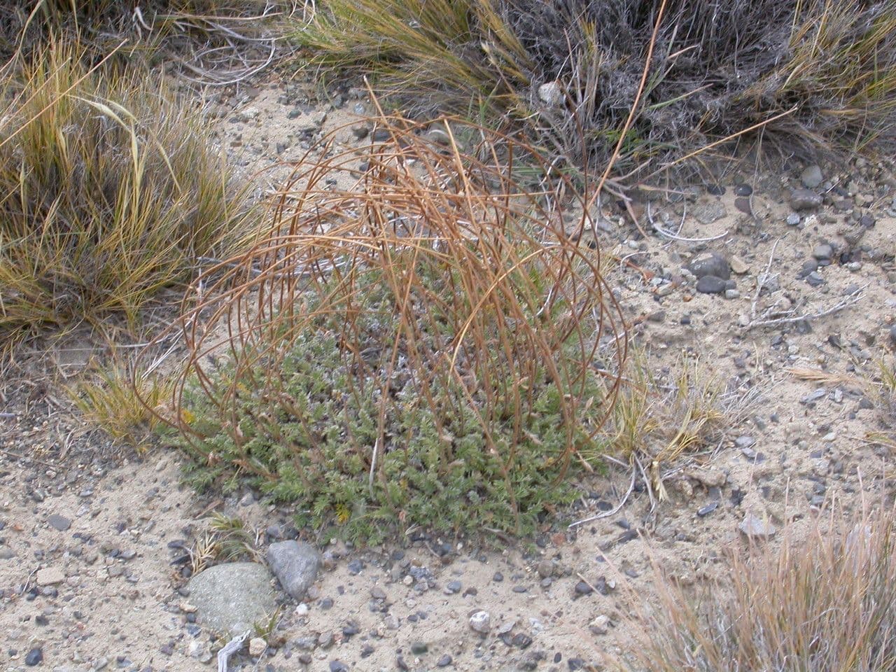 Acaena 4