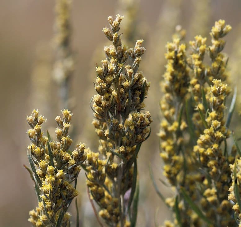 Artemisia argentea 4