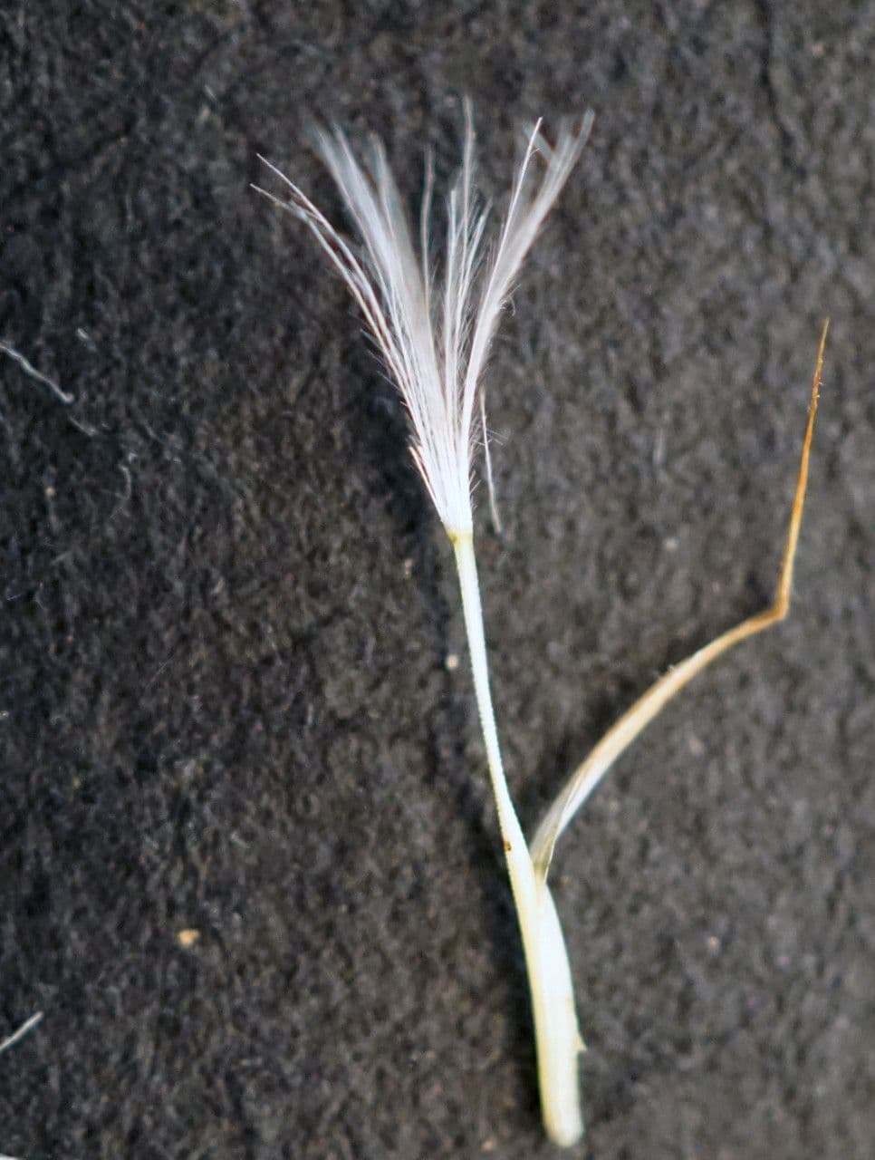 Costolina macchiata 5
