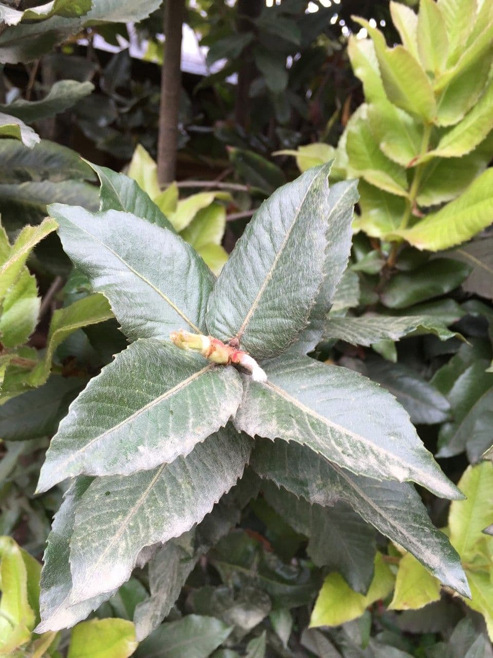 Eucryphia 26